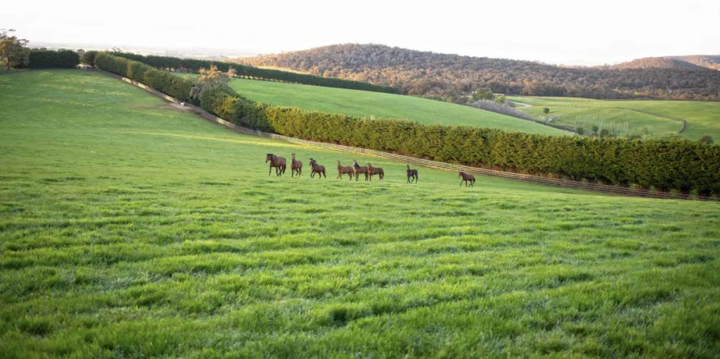 Cotton On co-founder hoping for $20m for Macedon Ranges horse stud