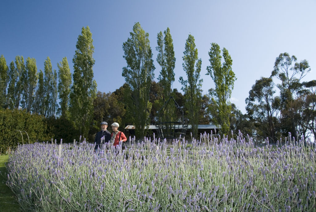 The Lavender Gardens are a greta spot for a stroll.  Photo: Visit Victoria