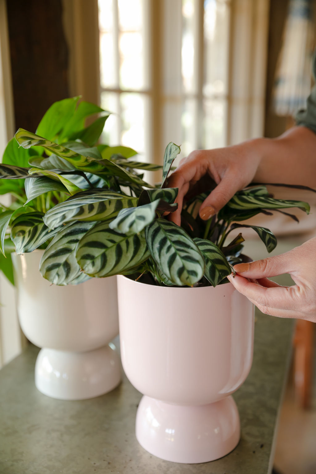 You may have to move your plants closer to a window in winter to make sure they get enough light. Photo: Trudy Pagden