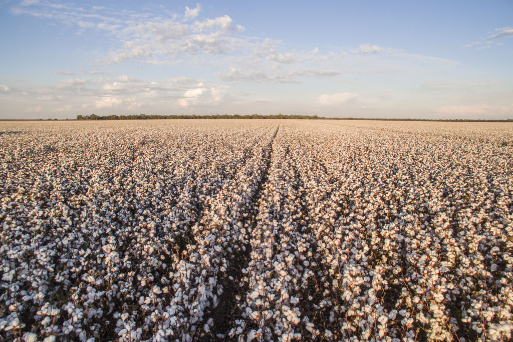 Sun sets over a local cotton field in Griffith. Photo: Destination NSW