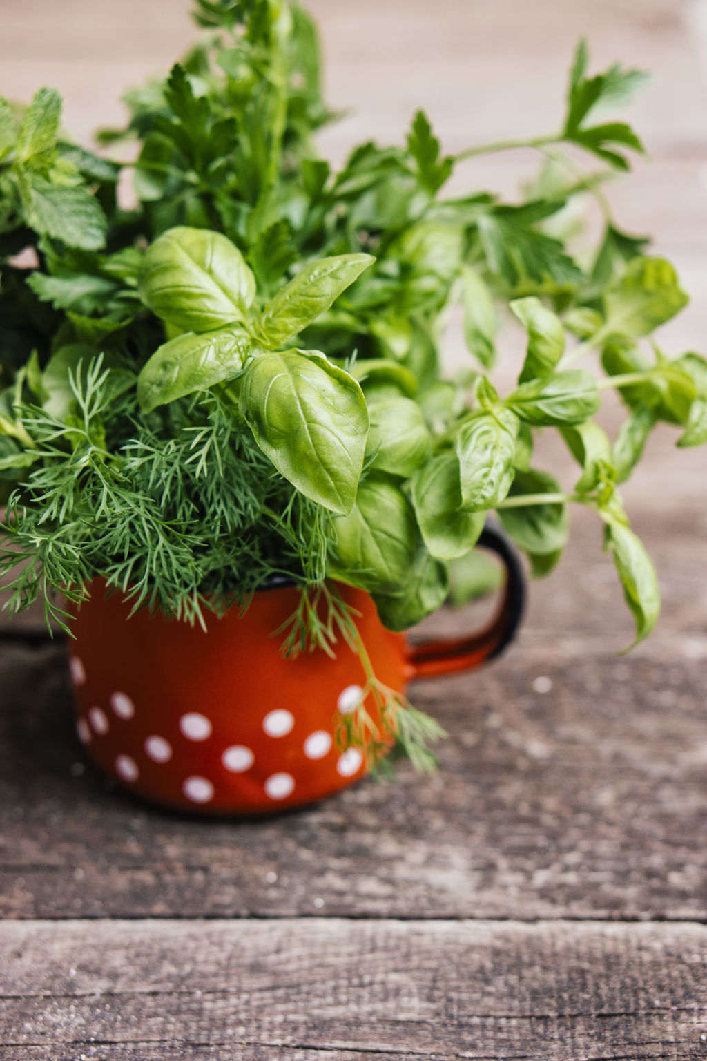 For the foodies in your life, a collection of aromatic herbs will hit the spot. Photo: Ina Peters