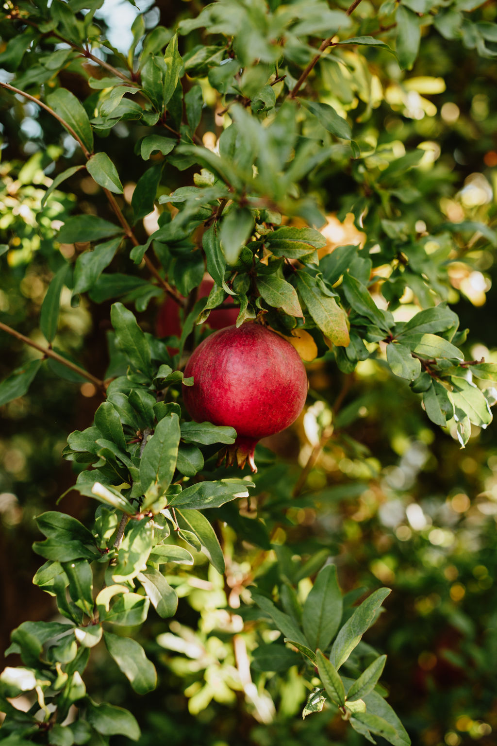 You can get dwarf versions of most fruit trees. Photo: Amy Covington