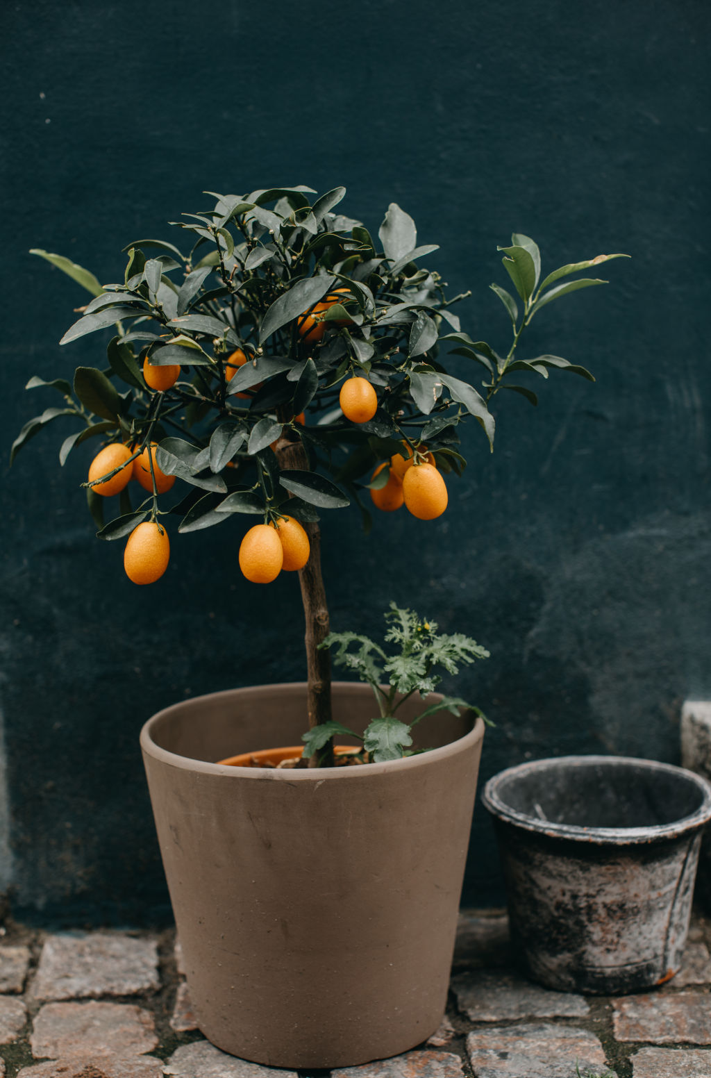 Dwarf fruit trees are available for a wide range of fruit varieties. Photo: Stocksy