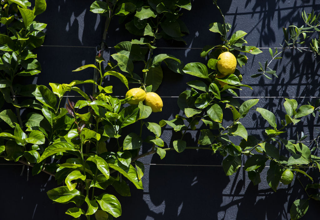 All fruit trees require full sun for optimal growth and fruit production. Photo: Getty