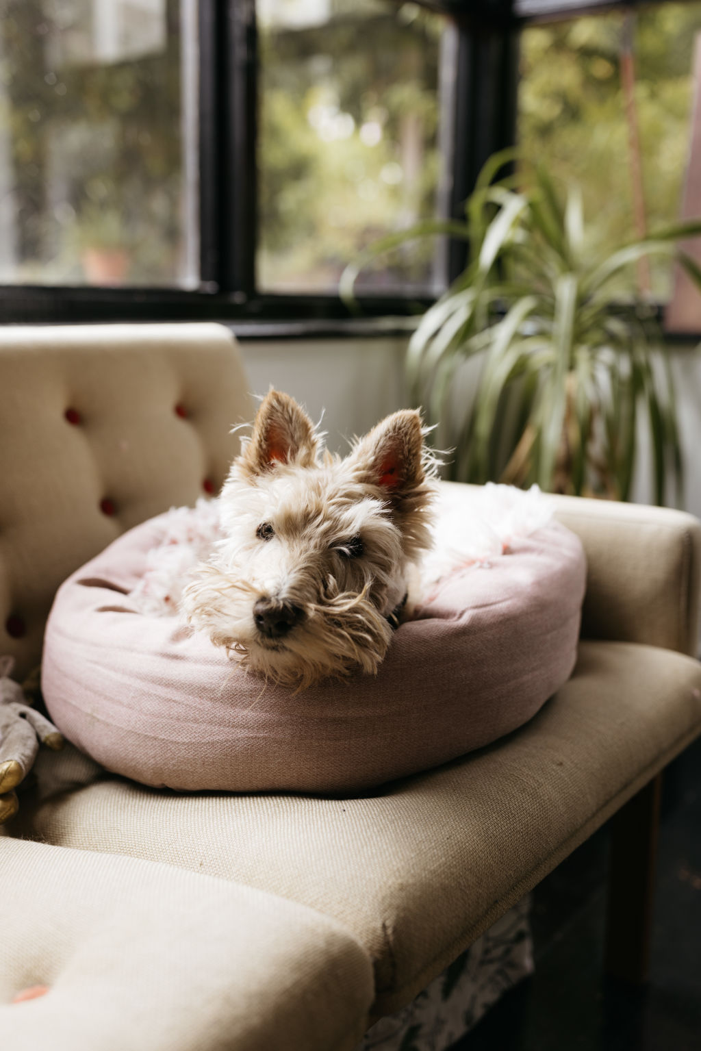 Yeow shares the home with her 10-year-old Scottish terrier Tim. Photo: Dan Evans