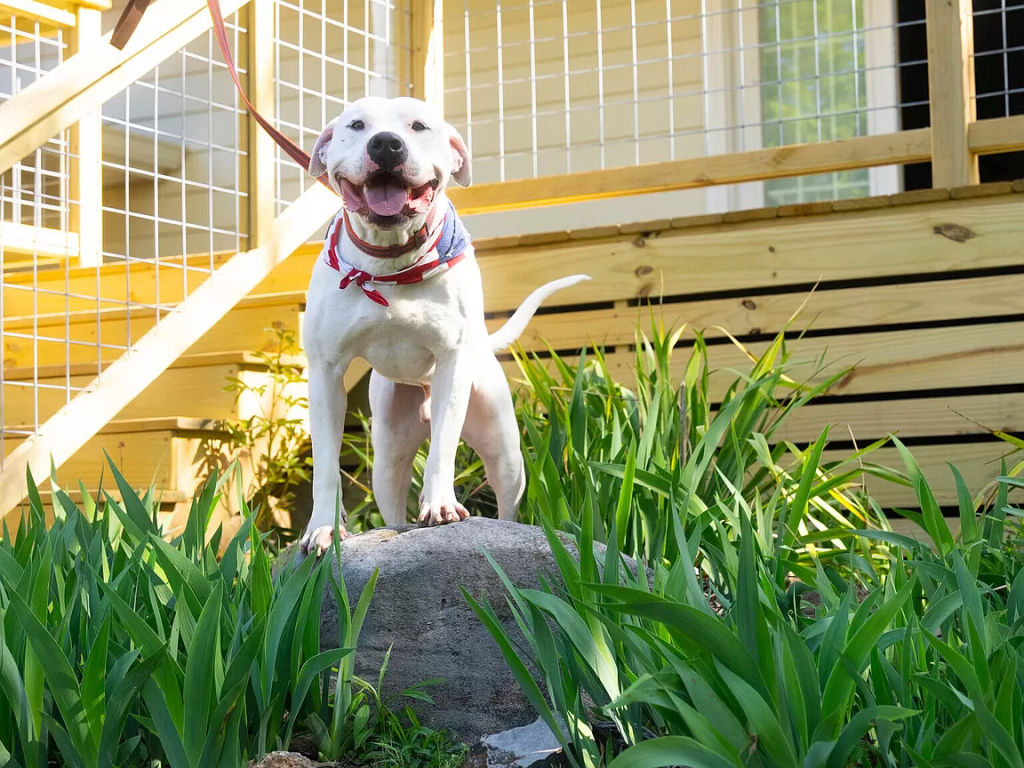 Every dog featured in the listing is available for adoption. Photo: Zillow