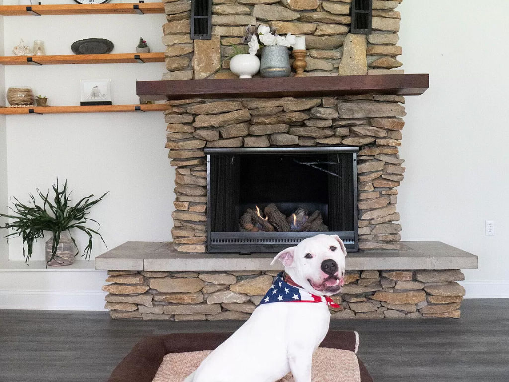 The vendor is using the power of their listing's reach to help the local rescue organisation home some lovely pooches. Photo: Zillow