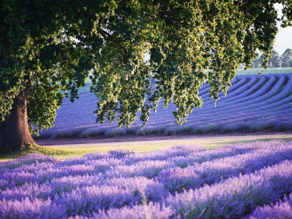 Iconic lavender farm hits the market: A premier agri-tourism investment opportunity