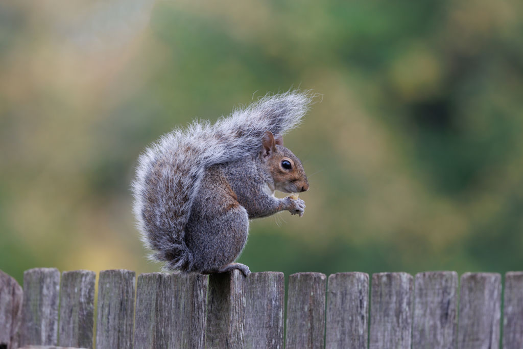 Grey squirrels are a common sight in England. Photo: iStock / Adrian Coleman