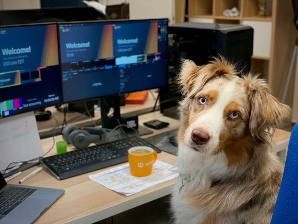 Pets in the office: More companies are opening doors to animals