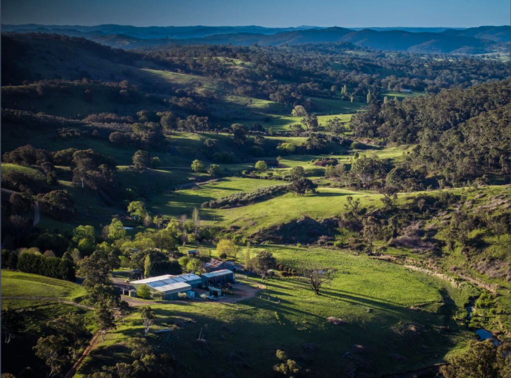 High-yield olive and grazing farm for sale