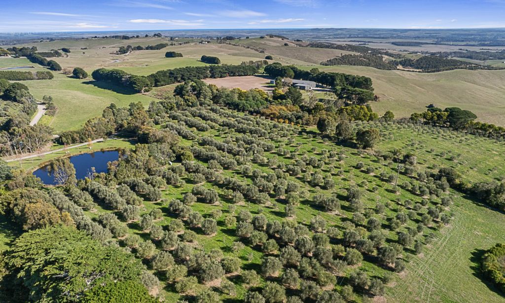 Learn the secrets of a gold-medal olive grove