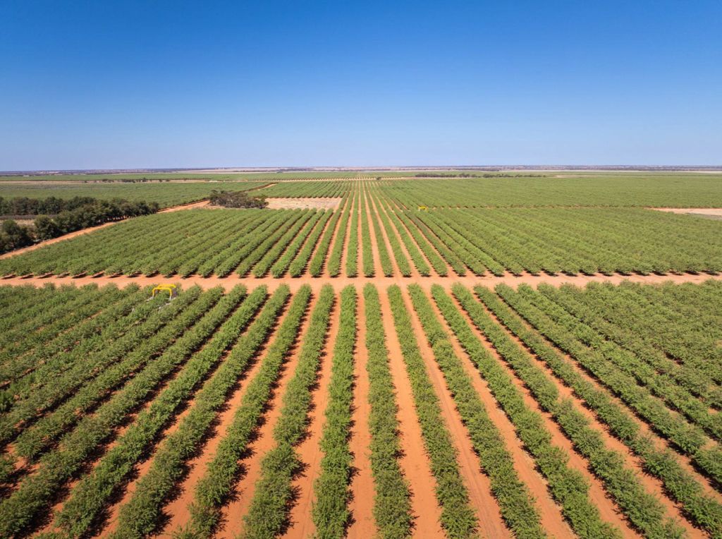 7 fruit and nut orchards ripe for the picking