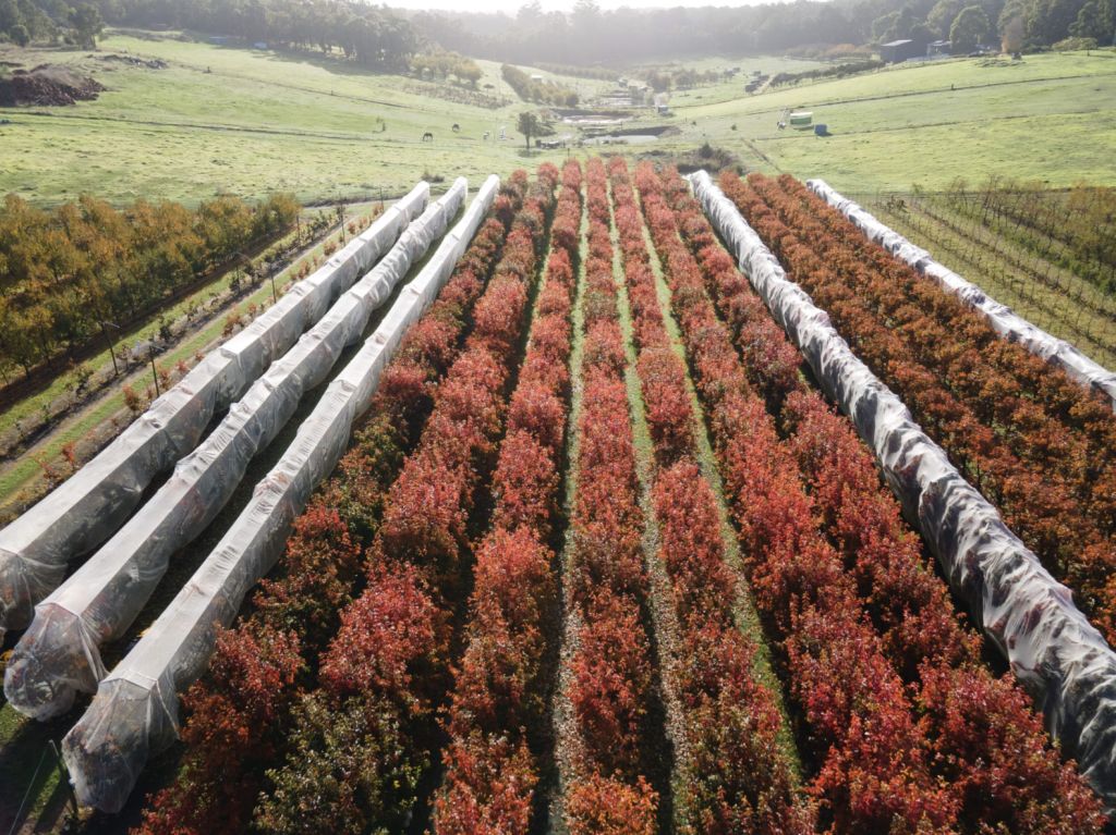 Tightly held Roleystone orchard sparks investor interest