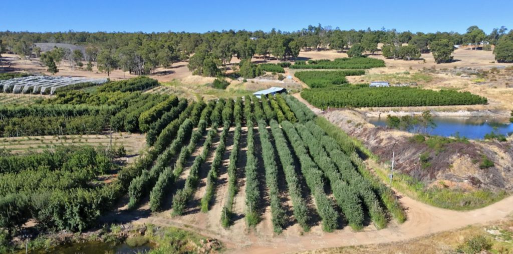 A juicy opportunity in the Perth Hills