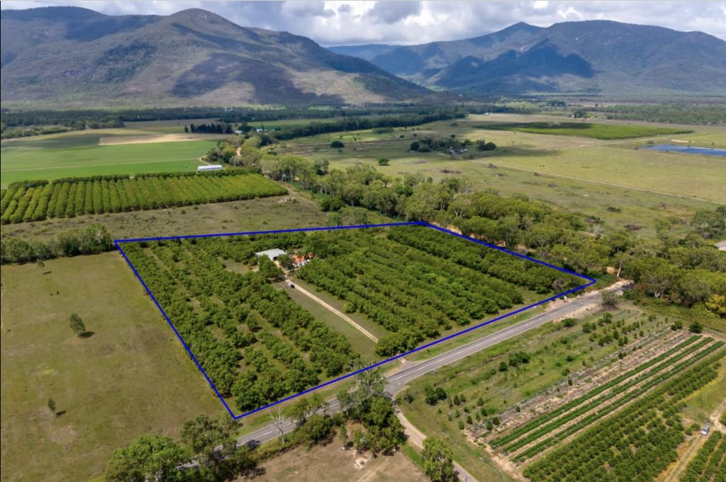 Mango farm in FNQ hits the market with sweet price
