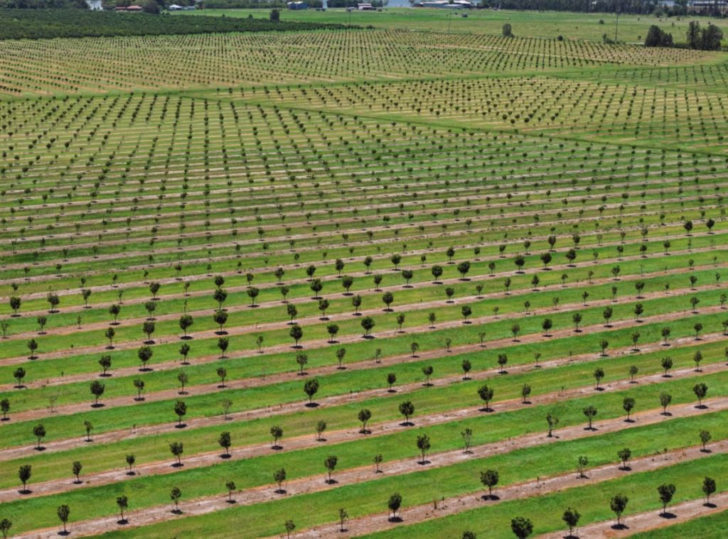 Inside the multimillion-dollar farming orchards on the Australian market