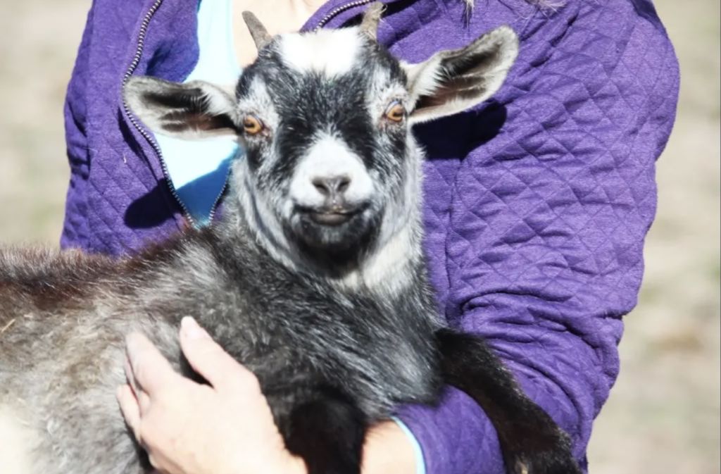 A G.O.A.T opportunity: This unique NSW petting zoo is up for sale