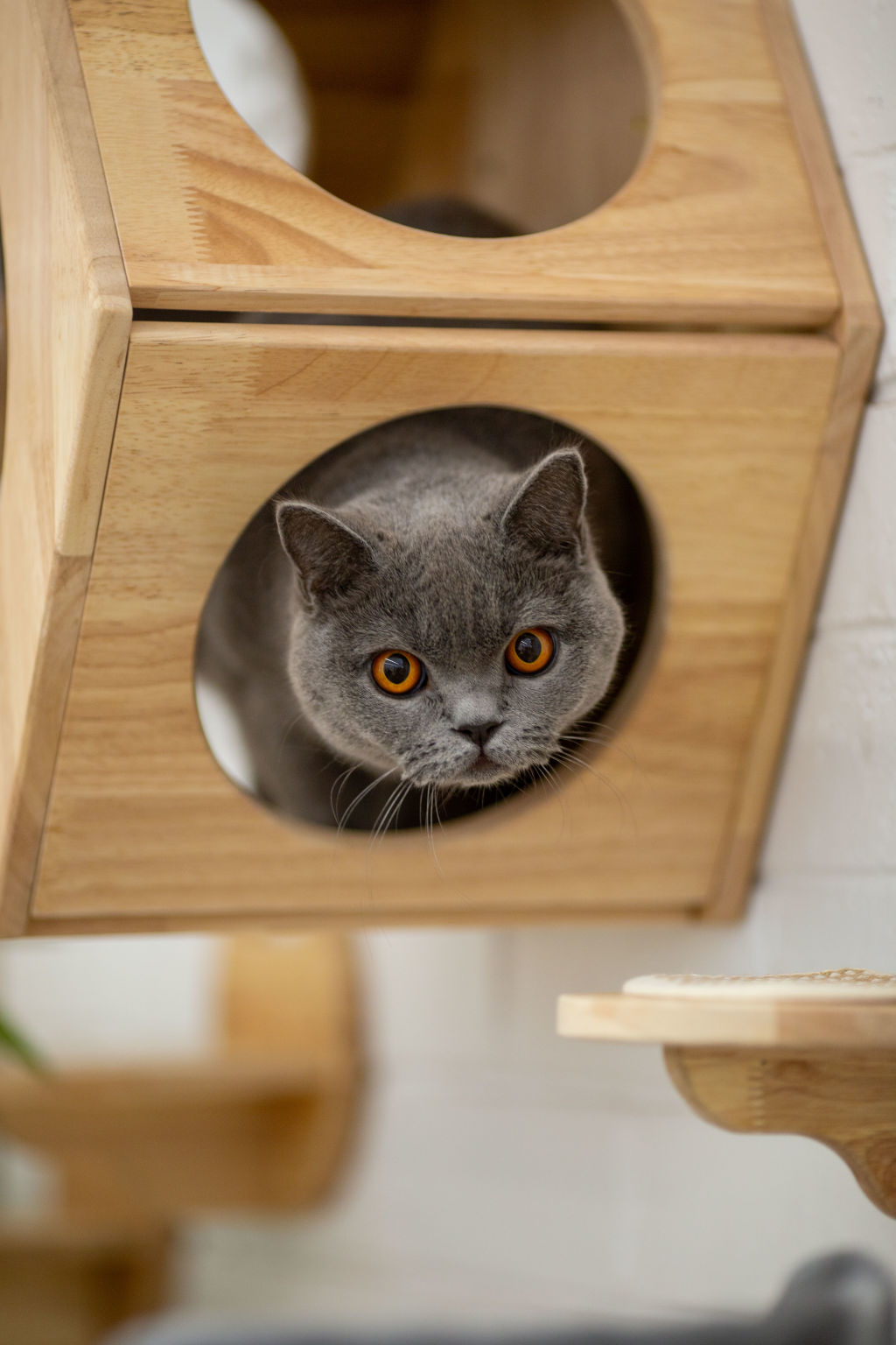 Cat cafes are booming in Australian retail