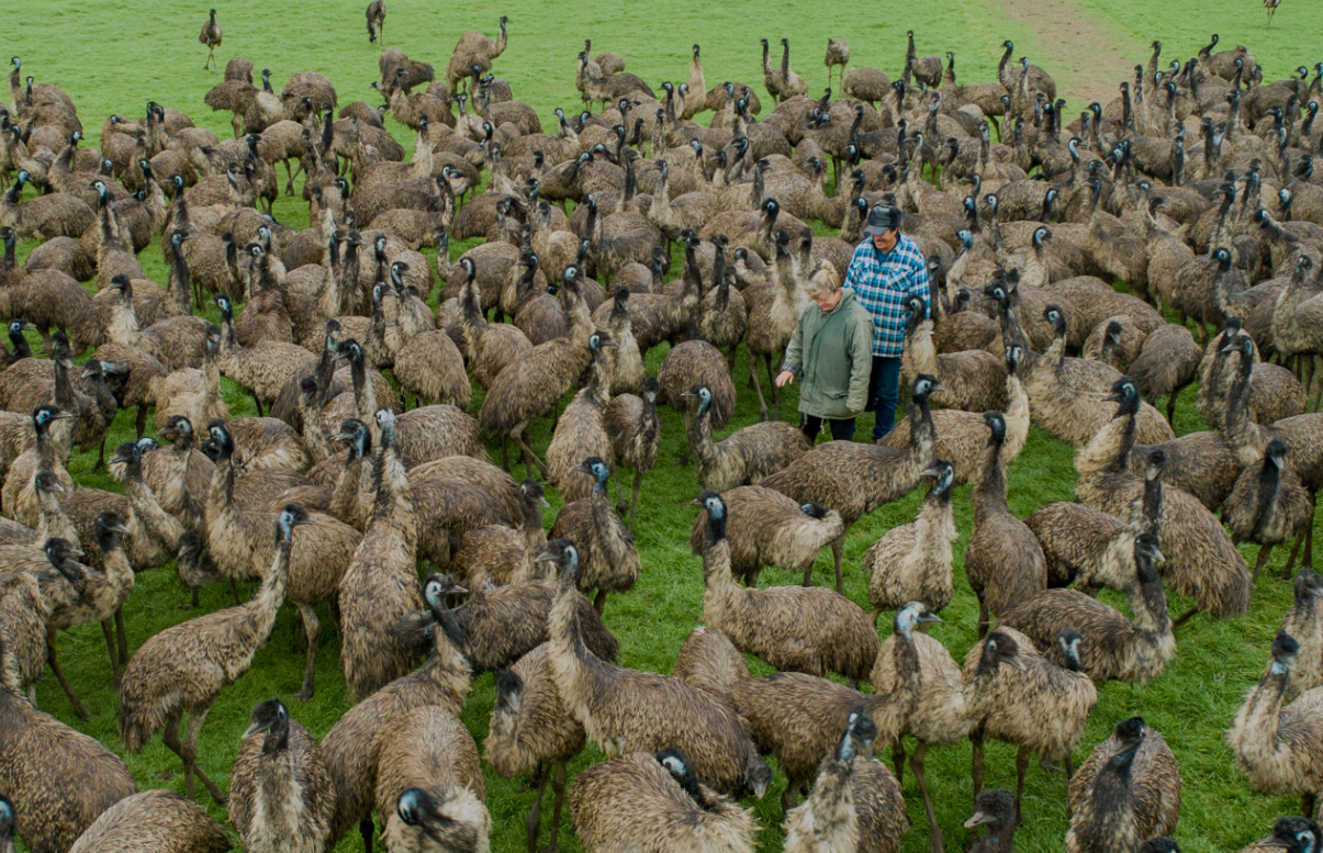 One of Australia’s largest emu farms on the market as industry takes ...